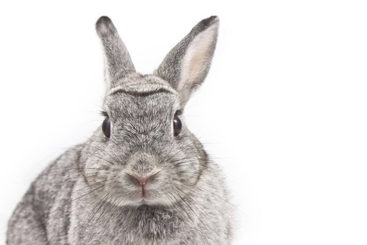 153228379-new-rabbit-adoption-tips